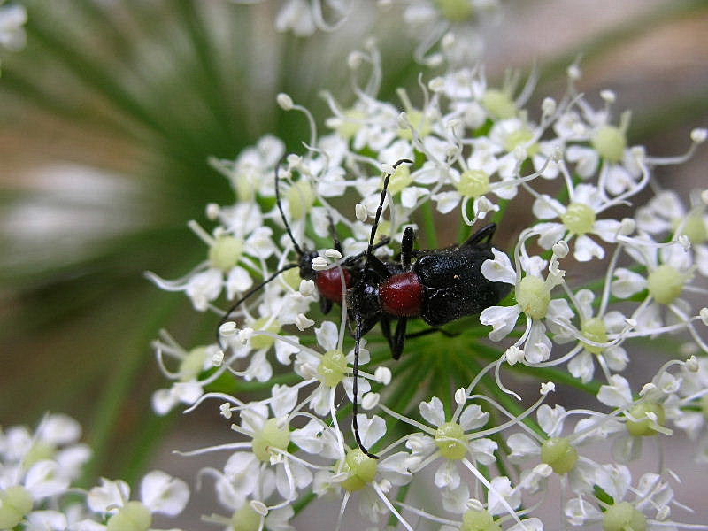 Cerambycidae: Dinoptera collaris